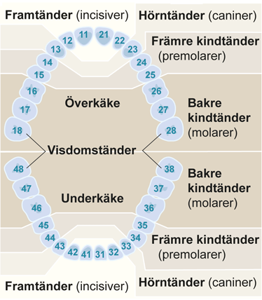 Moderna försäkringar skadeanmälan